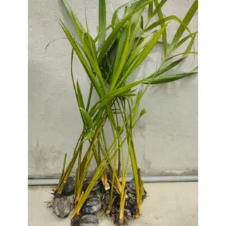 Cây Dừa Nước trồng thủy sinh, bờ kênh chống sạt lỡ 5