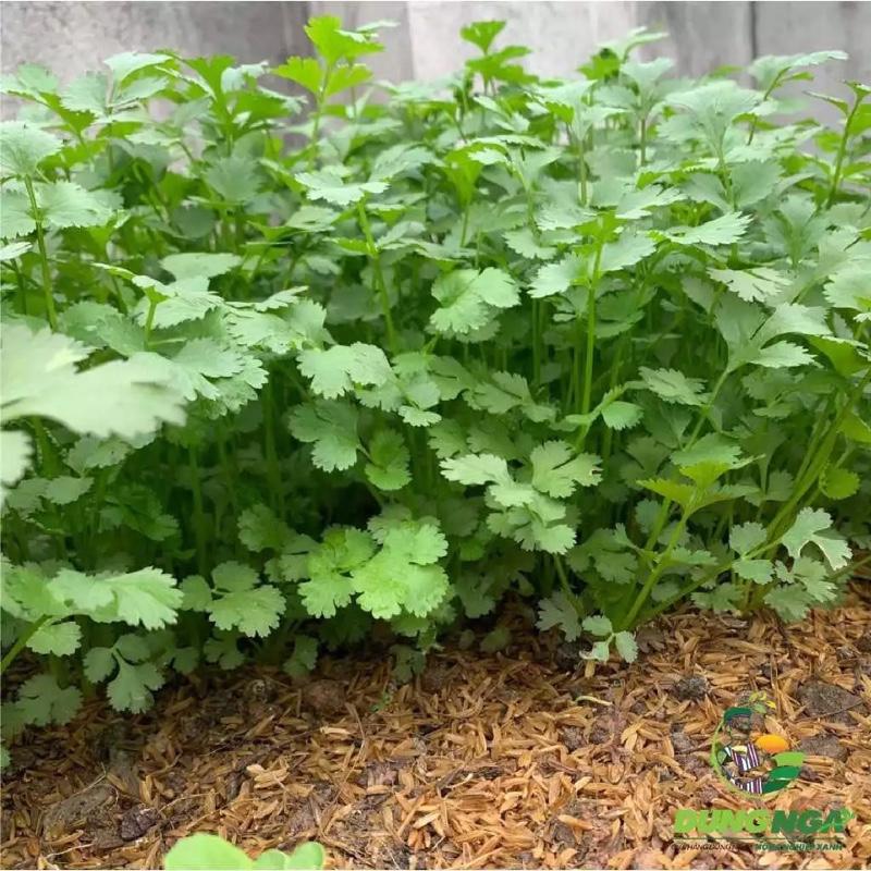 [BÁN LẺ] 10g - 100g HẠT GIỐNG RAU MÙI (NGÒ) DỄ TRỒNG, NHANH THU HOẠCH 2