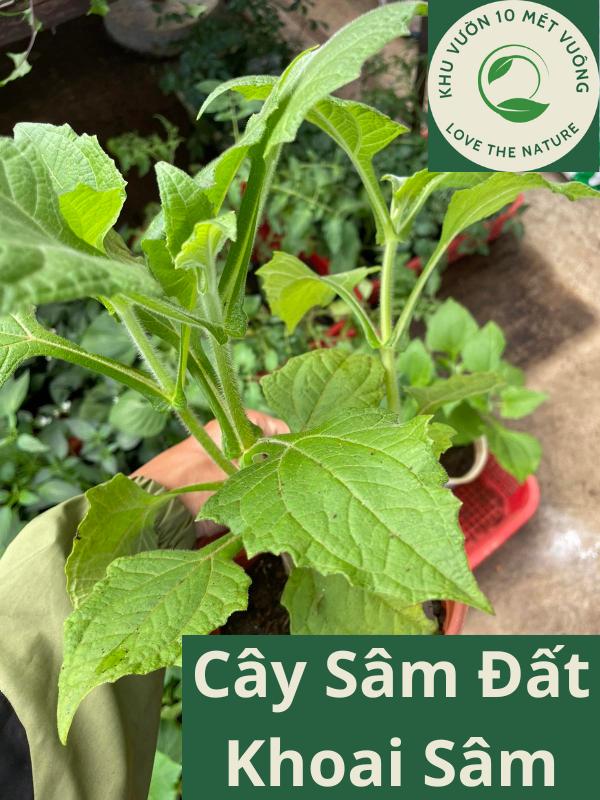 Cây Sâm Đất - Khoai Sâm Đất - Yacon - Hoàng Sin Cô - cho củ giống mùi nhân sâm, vị ngọt mát