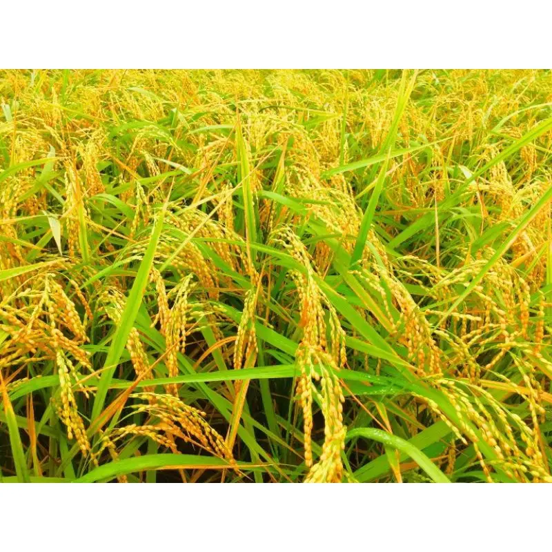 Hạt giống lúa nếp nương túi 500g
