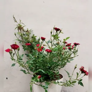 Tanaman Mawar Bebi Minion Super Rimbun Berbunga Bibit