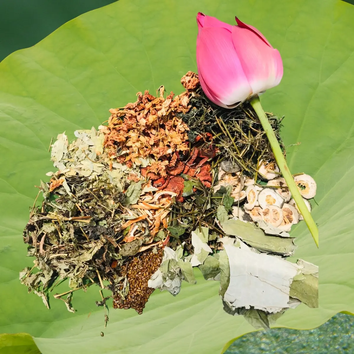 Trà lá nam mười vị truyền thống (Vỏ bưởi, cam non, lá sen, giảo cổ lam, thảo quyết minh, sơn tra, cầm văn, hoa nhài, phan tả diệp, cỏ ngọt...) [1 hộp dùng 30 ngày]