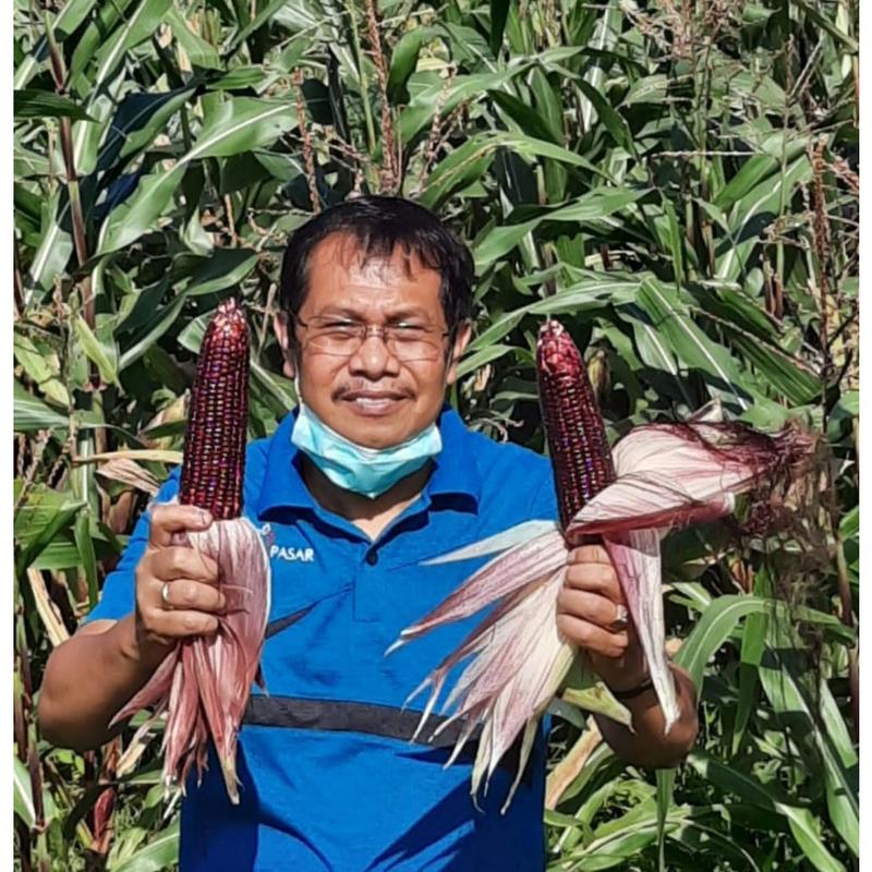 Benih Jagung Jepang Ketan (Pulut) Hitam Original 100% 3