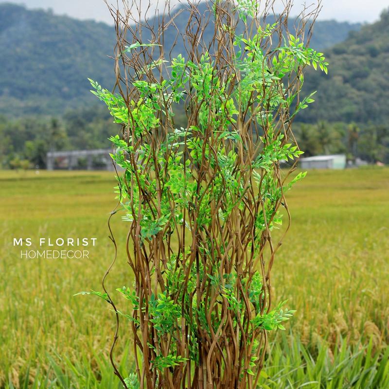 10 Btg Bambu Ulir Cendani Daun Cordelia 142 cm Tanpa Pot - Dekorasi Shabby Warna Natural 1
