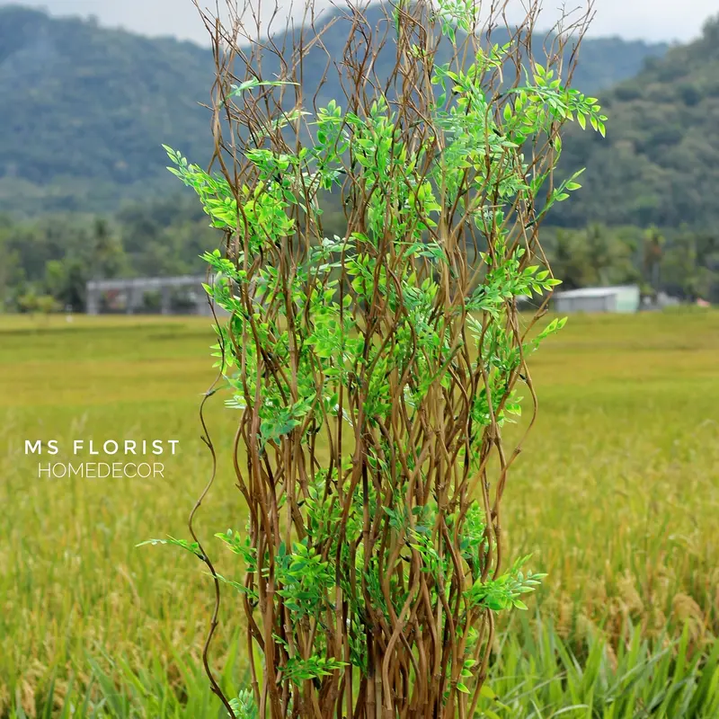 10 Btg Bambu Ulir Cendani Daun Cordelia 142 cm Tanpa Pot - Dekorasi Shabby Warna Natural 0