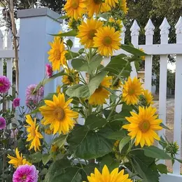 Gói 30 hạt giống hướng dương tháp siêu bông