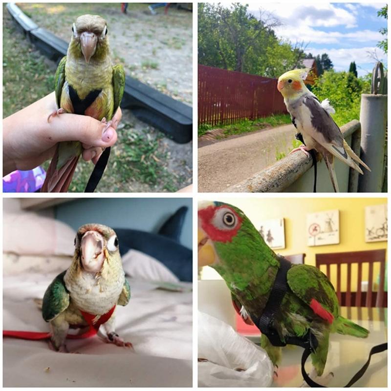 Product Introduction of Outdoor Parrot Bird Leash Adjustable Harness Training Rope Anti Bite Flying Band Soft comfortable Parrot Leash bird accessories 4