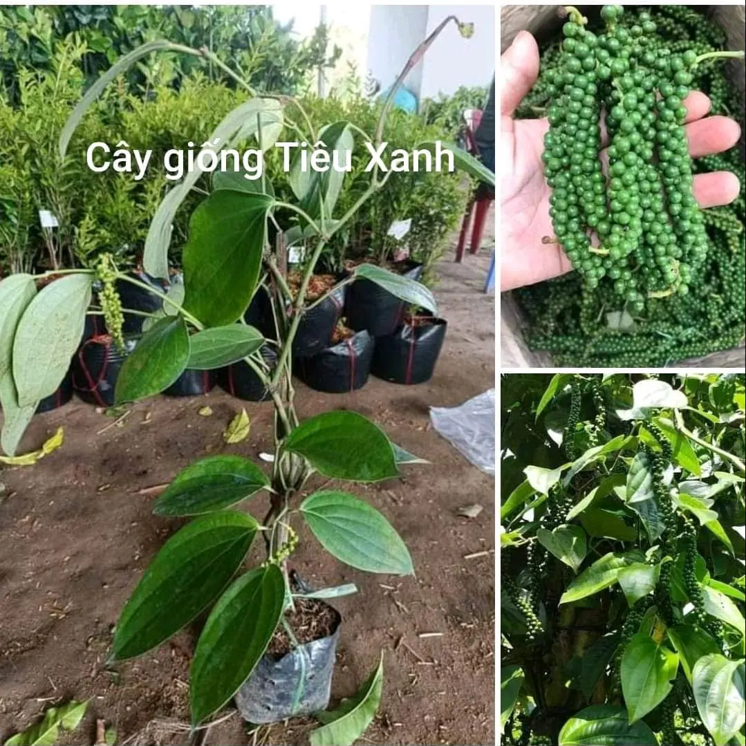 cây giống tiêu xanh ( có cây đang trái sẵn)