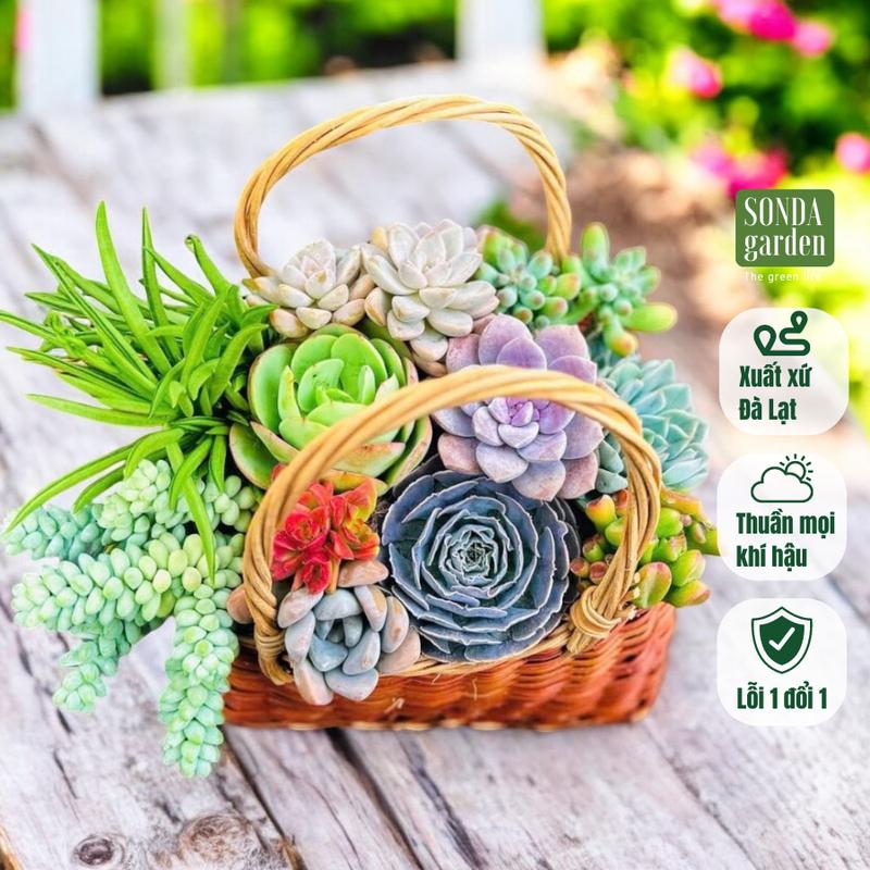 Sen đá set giỏ xách 2 quai quà tặng 20/10 SONDA GARDEN 20-25cm, cây cảnh trang trí nhà cửa, lỗi 1 đổi 1