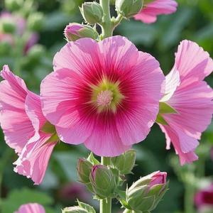 1000granos MalvaReal Semillas AlceaRoseaSimpleRosa FloresGrandesRománticas FácildeCultivar ResistentealCalor AdornoOrnamental IdealparaJardines