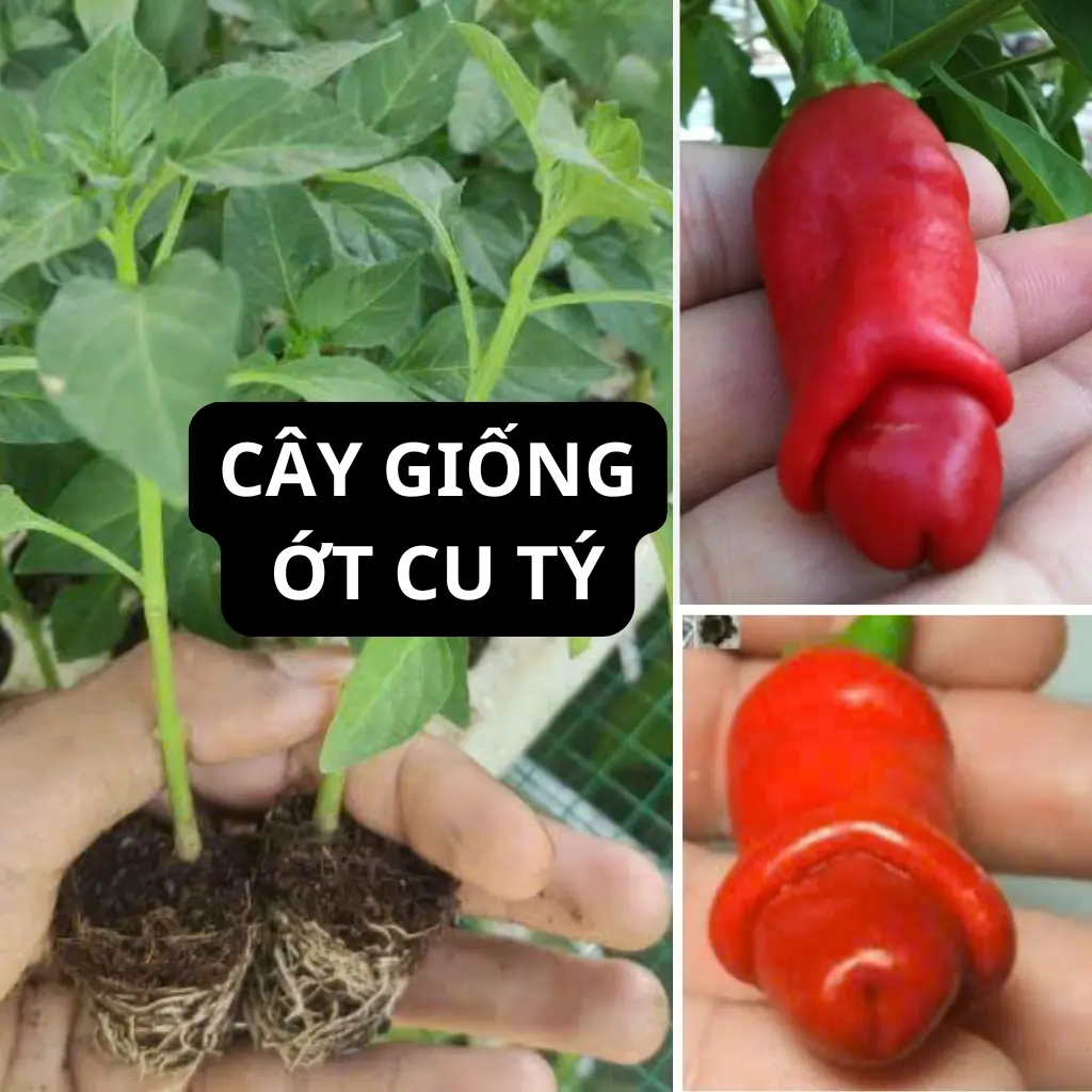 5 Cây Giống ớt Cu Tý 129K -- cao từ 10-15cm, khỏe, 1 tháng tuổi, ra trái quanh năm có hình dạng độc đáo.