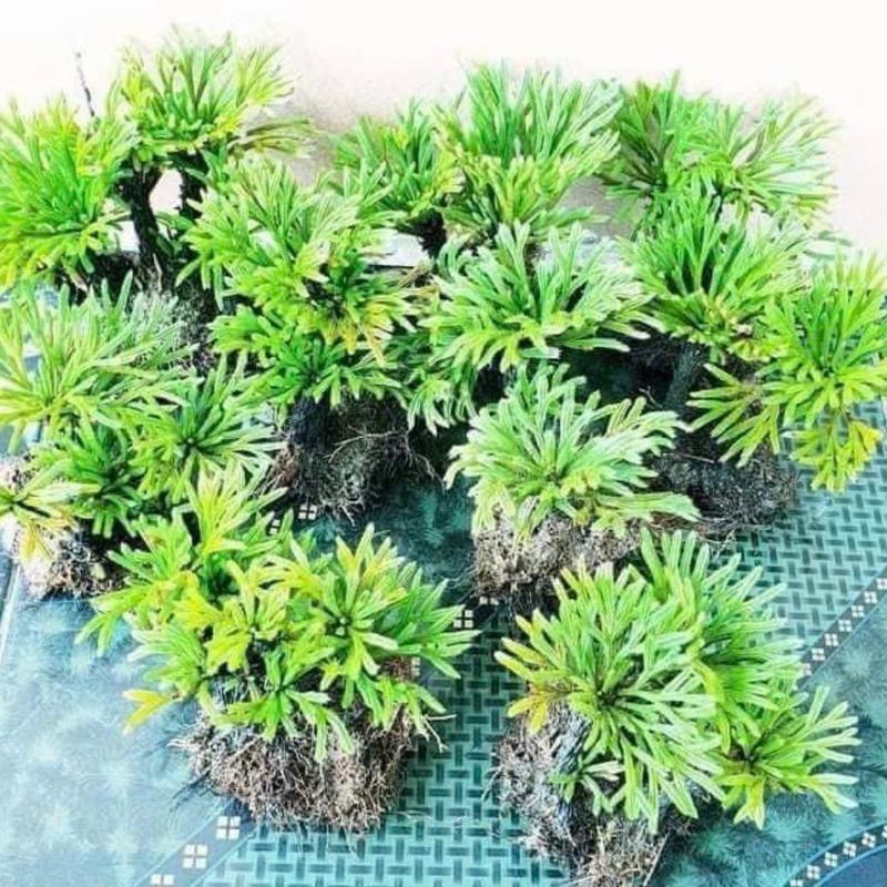 Trường Sinh Thảo Trồng Bonsai,Hòn Non Bộ,Tiểu Cảnh Sân Vườn,Bàn Làm Việc,Hồ Cá Koi …. 7