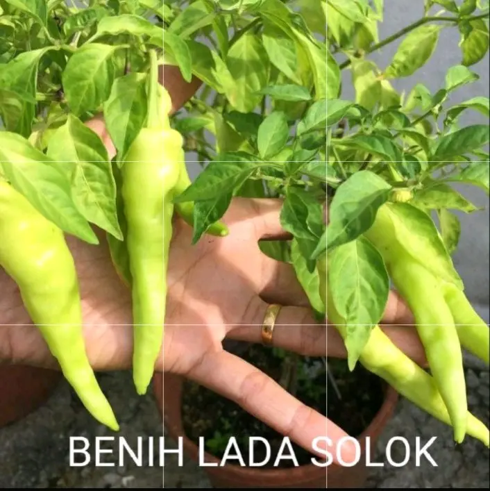 50 pcs benih lada solok Kelantan chili seeds