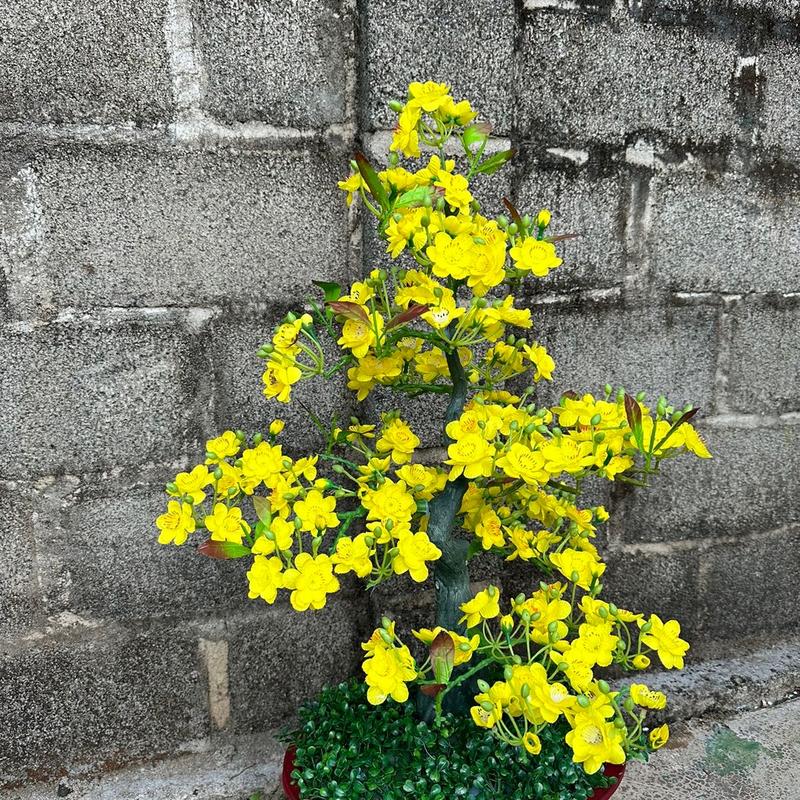 [MĐ] Chậu mai đao tứ quý ( kèm chậu) tặng đèn nháy , Cái cây cao 85 cm -95cm , chất liệu hoa lụa, mô phỏng giống thật , trang trí nhà cửa , quán cà phê... phù hợp với nhiều không gian Decor Phòng