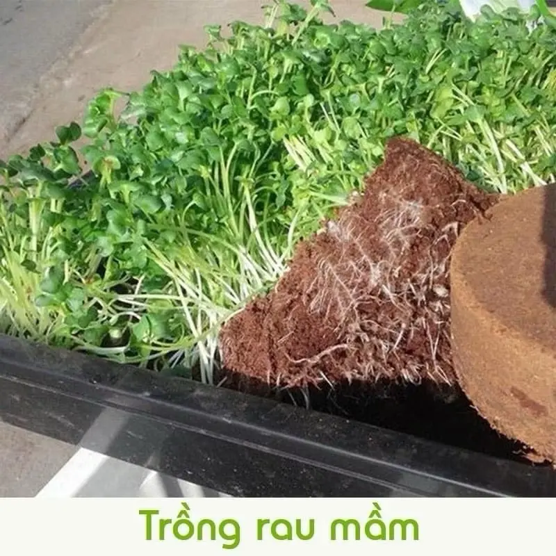 Combo 10 Viên Đất Trồng Cây Hữu Cơ ,Viên Đất Nén Xơ Dừa Tiện Ích Sạch Sẽ, Giữ Ẩm Cho Đất 3