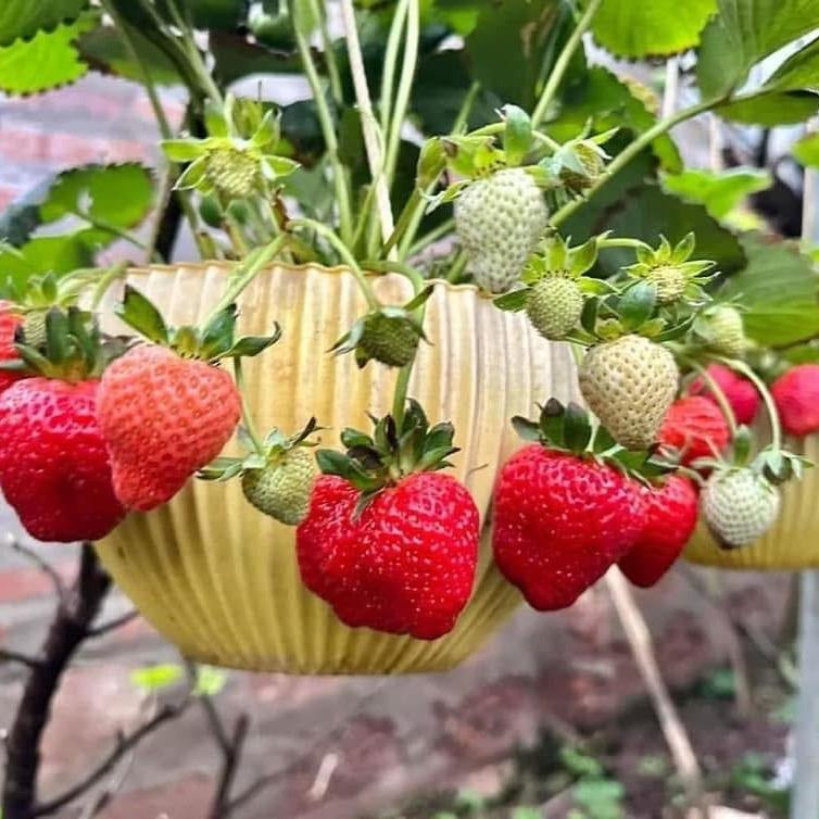  Combo 10 Cây giống Dâu Tây Hana Chịu Nhiệt - Cây khoẻ   cây gửi khách như ảnh cuối   
