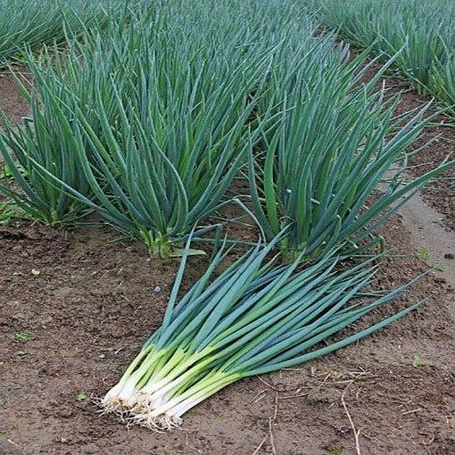 2 Gram Hạt Giống Hành Hương Chịu Nhiệt Hành Lá