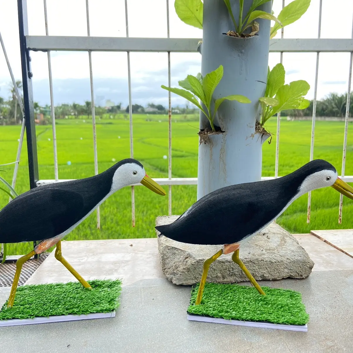 Quốc mồi giả malai
