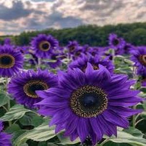 GirasolPúrpuraMajestadRealSemillas200GranosFloresGrandesColorBorgoñaPúrpuraRicoyProfundoFácildeCultivarResistentealCalorIdealparaJardinería