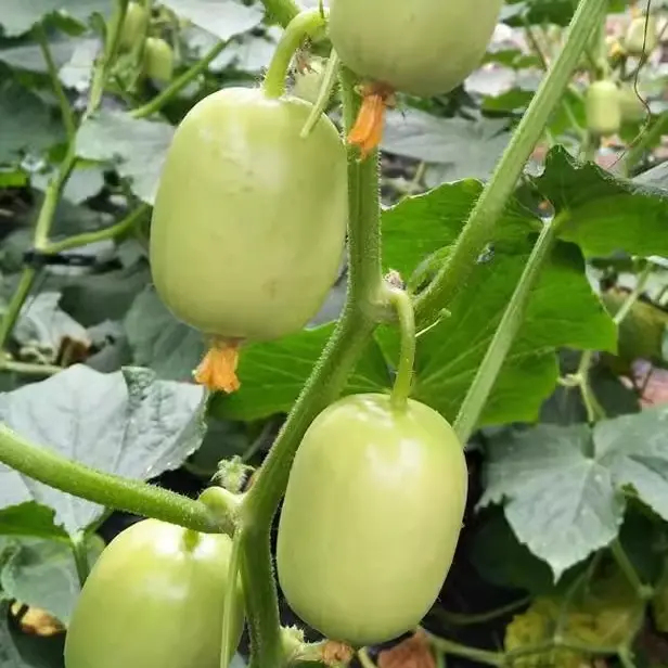 Hạt Giống Dưa Chuột Ngọc Nữ chất lượng cao