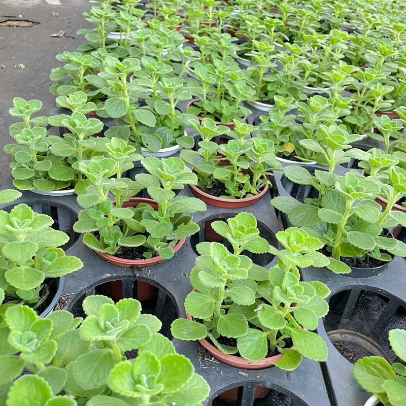 Cây Sen Thơm Nhất Mạc Hương - Cây Mang Hương Thơm Bạc Hà Dễ Chịu - Xua Đuổi Muỗi 8