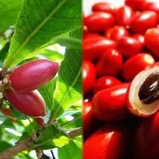 Cây thần kỳ thay đổi vị giác - sản phẩm chất lượng cây cao 30-40cm 1
