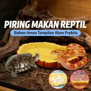 Kalimat: Mangkuk Makan Reptil Akuarium, Peminum Air Otomatis Berkekuatan 1000ml, Pengumpan & Wadah Makanan Kualitas Tinggi untuk Kadal, Kura-kura, Ular, dan Hewan Peliharaan Reptil lainnya, Model [Model Name], UK [Measurement]