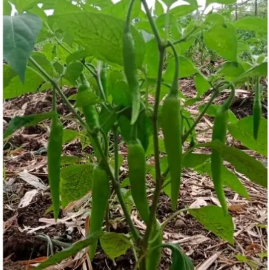 siling green or siling haba/siling panigang, seeds for planting new ...