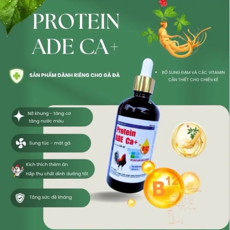 Protein ADE Ca+B12 (100ml) uống nuôi dùng cho đá, mau lên cơ, tăng bo, lì đòn, hừng hực, sung , tăng đề kháng  vào chế độ tốt.  nuôi tổng hợp cho gà tơ xung căng 6