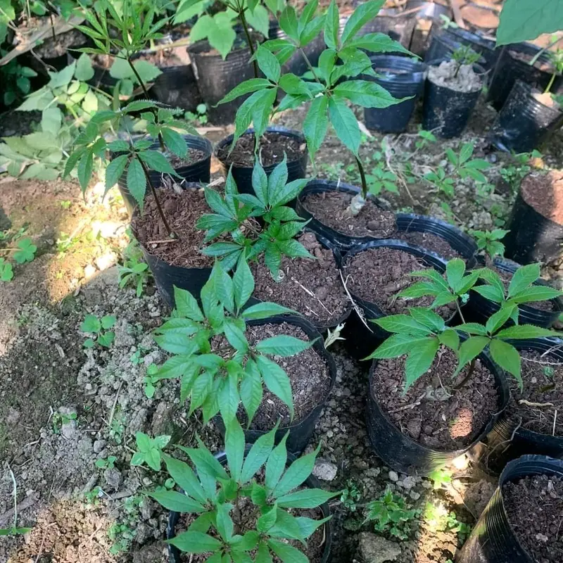 Cây giống sâm ngọc linh chuẩn sâm lai châu 0