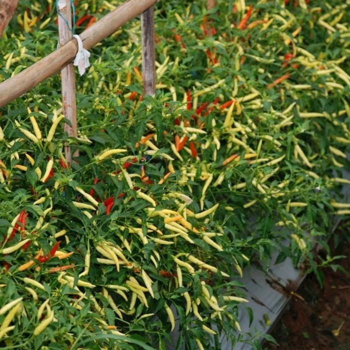 PROMO benih eceran isi 100 butir bibit cabe rawit DEWATA 76 F1 cap panah merah KUALITAS 2