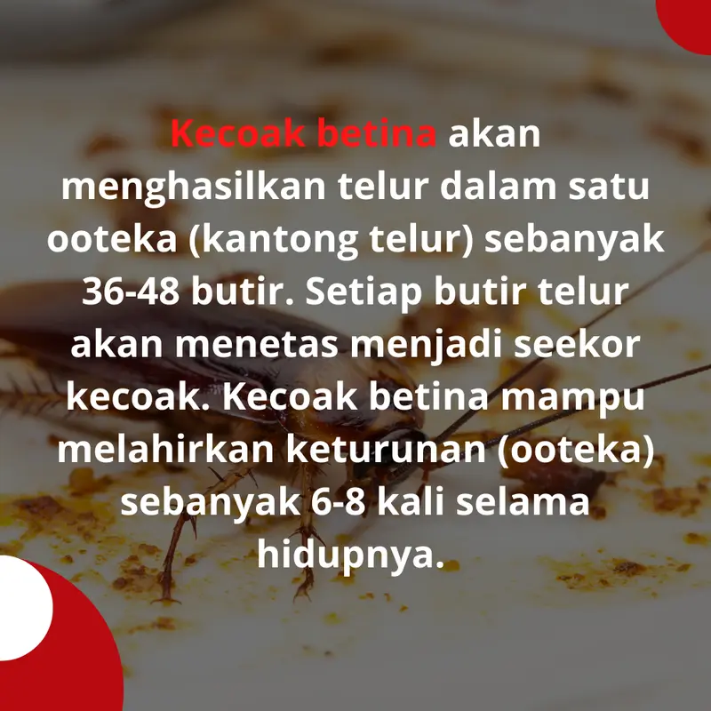 Spray DOTAL For Kecoa - Repellent Anti-Kecoak Alami 3