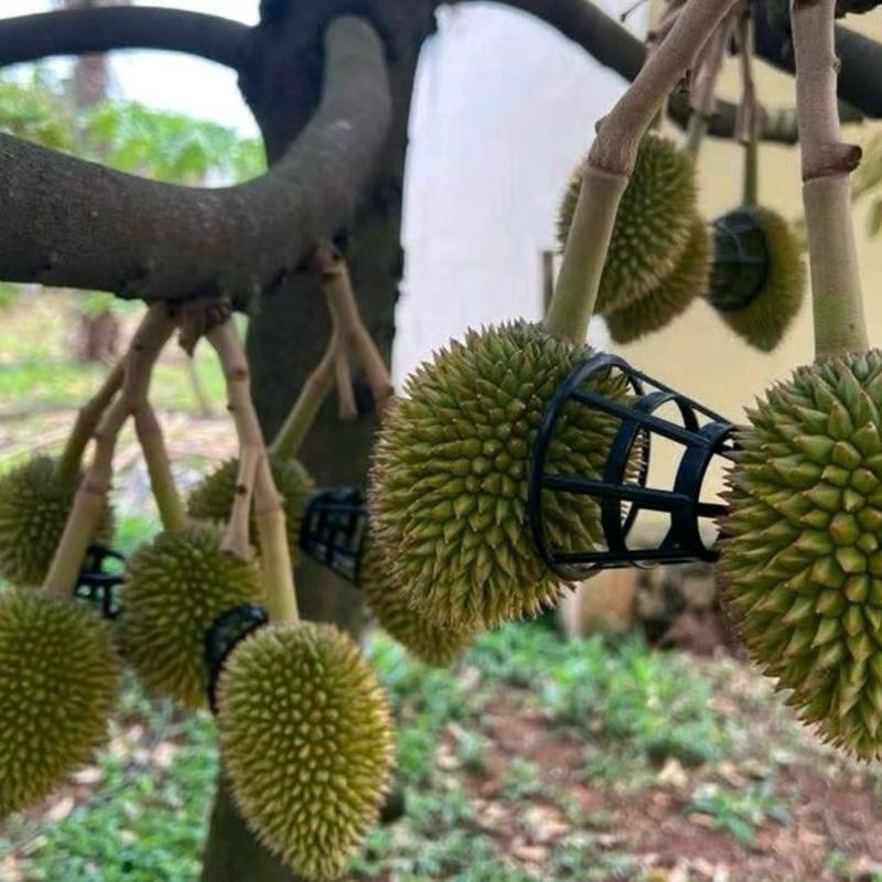 [1000 cái tặng 100 cái] Vòng,chụp tách trái sầu riêng,Rọ,kê tách chùm sầu riêng,mít tố nữ,bưởi...tránh sâu nấm rệp,dễ xịt thuốc,tăng năng suất và hiệu quả [MẪU MỚI] Giá tốt tại Xưởng 1
