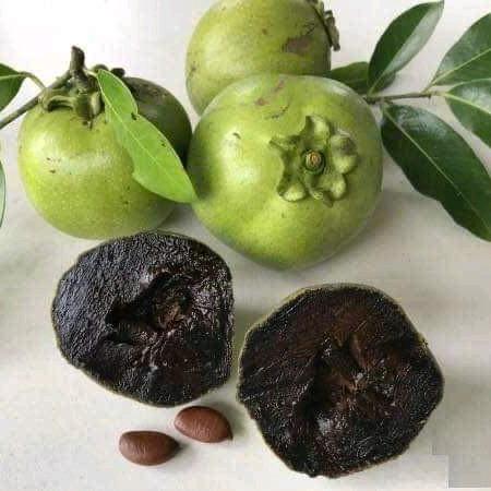 CÂY GIỐNG HỒNG ĐEN SOCOLA (COMBO MUA 2CÂY) 0