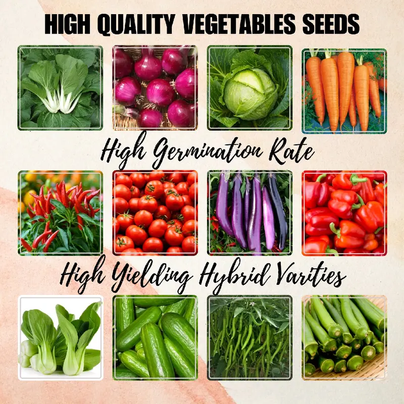 Kalabasa (Squash) Bella F1 East West seeds 100gms TikTok Shop