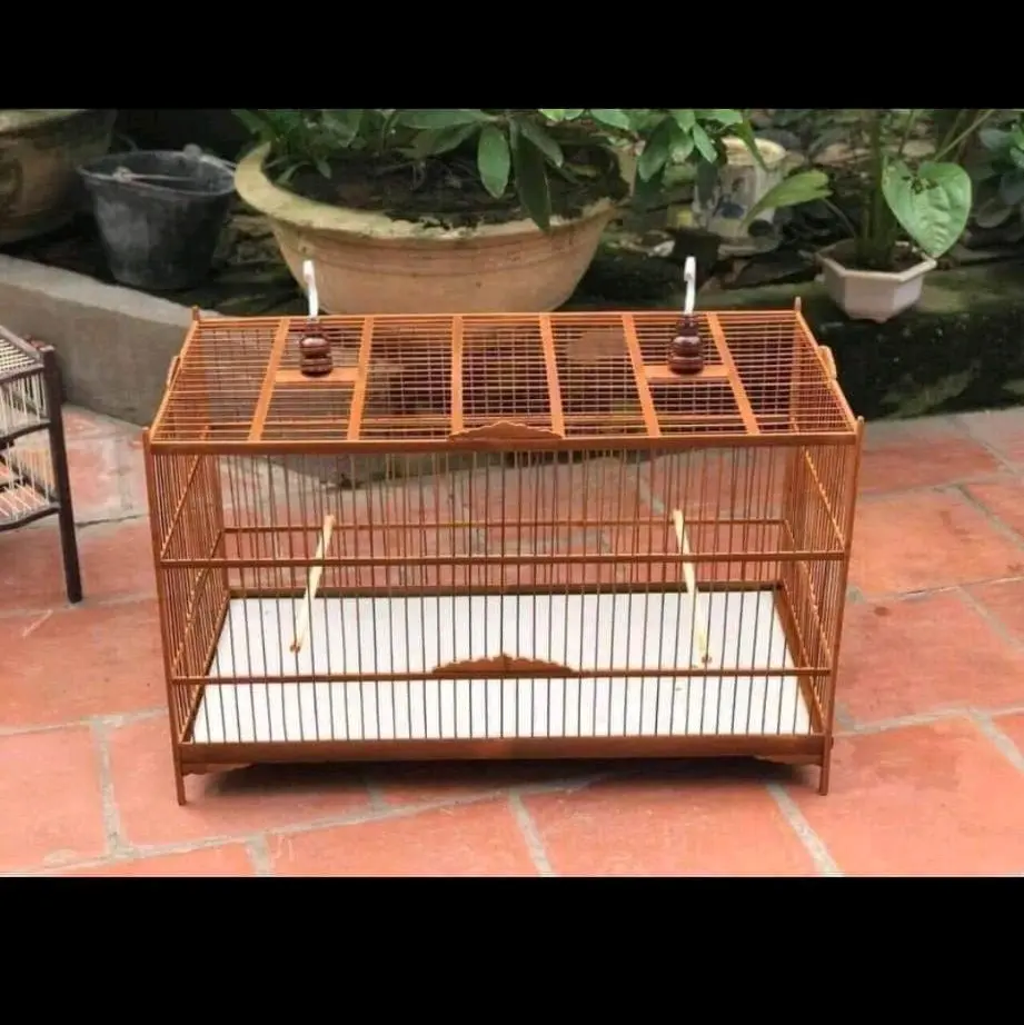 lực tre 80   ráp sẵn 4 mặt cho mào mi khướu