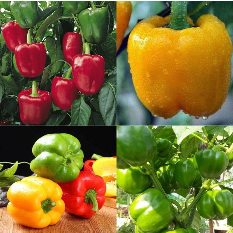 Hạt giống Ớt Chuông nhiều màu, ra trái to, ngon ngọt, đẹp mã