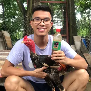 Gà Chọi Tuấn Cận Shop