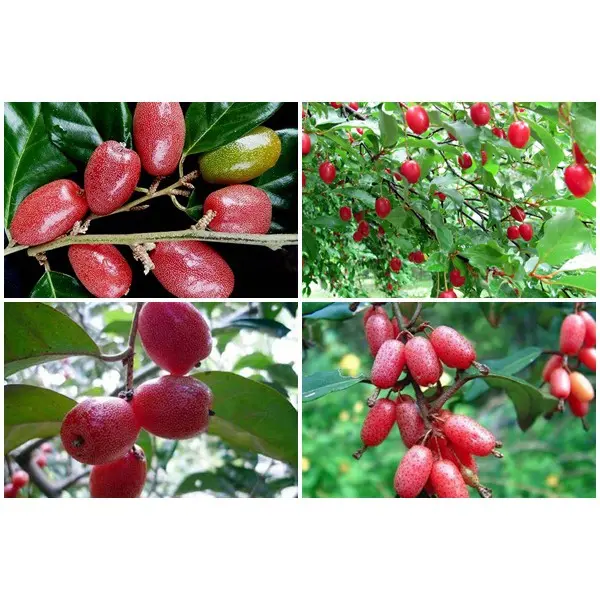 ( Nông Nghiệp Xanh ) Cây Nhót Siêu Ngọt 5