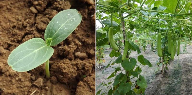Product Introduction of 30 seed benih labu air 3