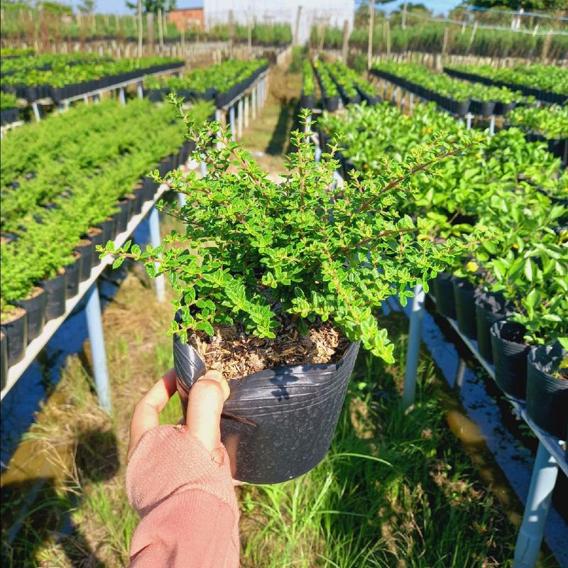 Cây giống hàm hương . cây tỏa hương thơm từ lá của cây .