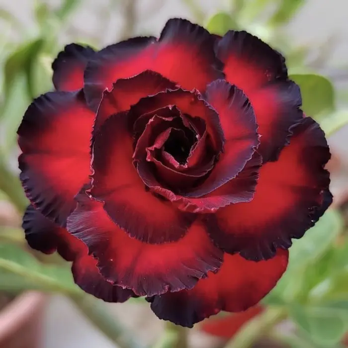 Bibit Tanaman Hias Adenium Kamboja Jepang Maroon Maria Terbaik - Filter, Bunga Menarik