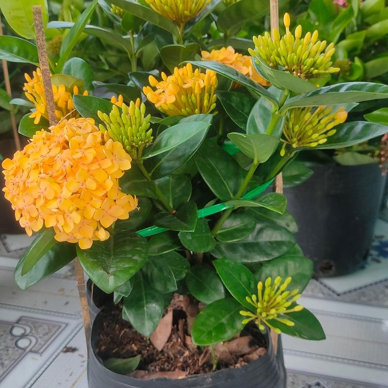 Chậu hoa trang tàu lai thái vàng, cây nở quanh năm, cao 30cm, trong chậu c9