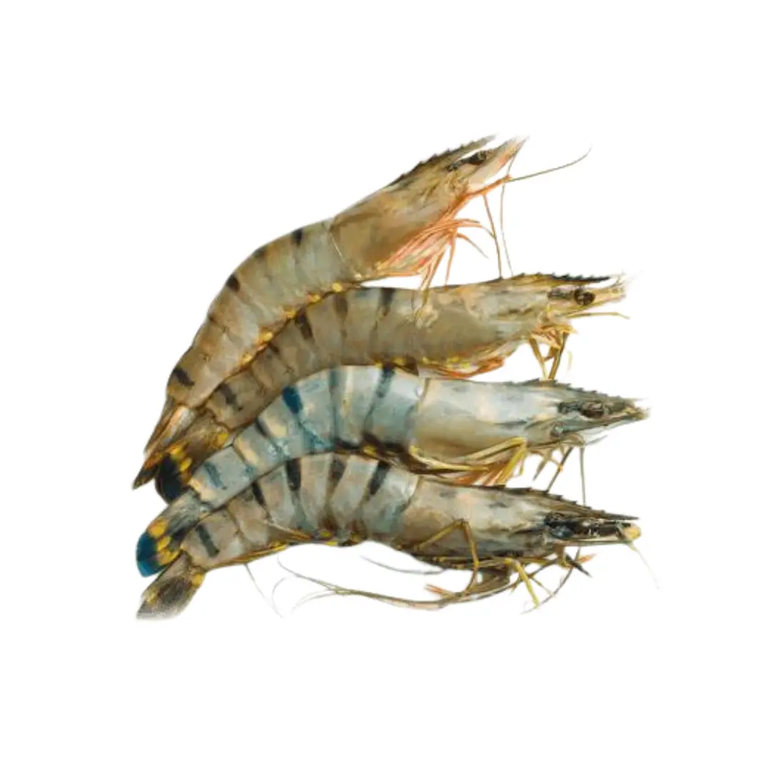 Unpeeled JUMBO Tiger Shrimp