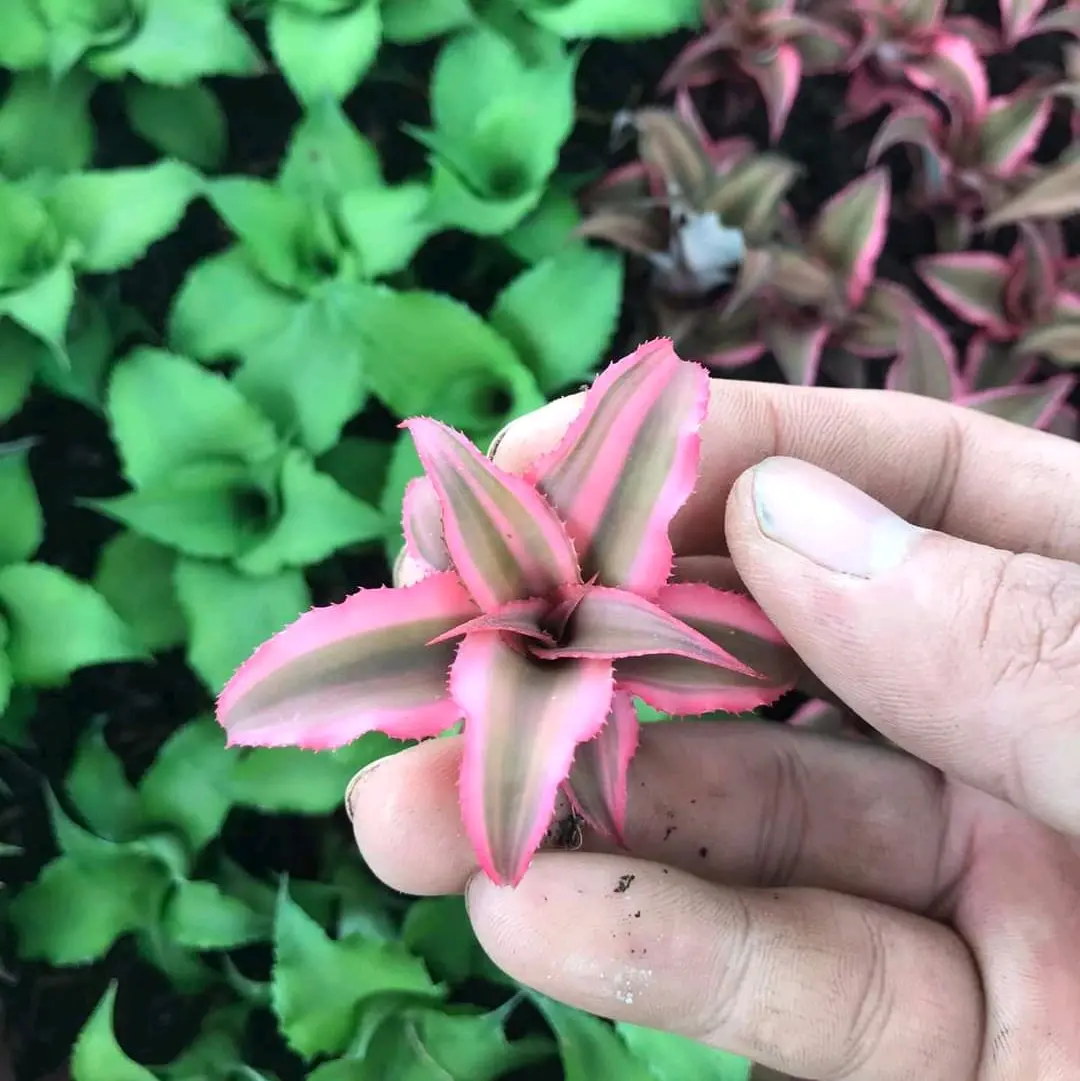 Dứa mini nhiều màu