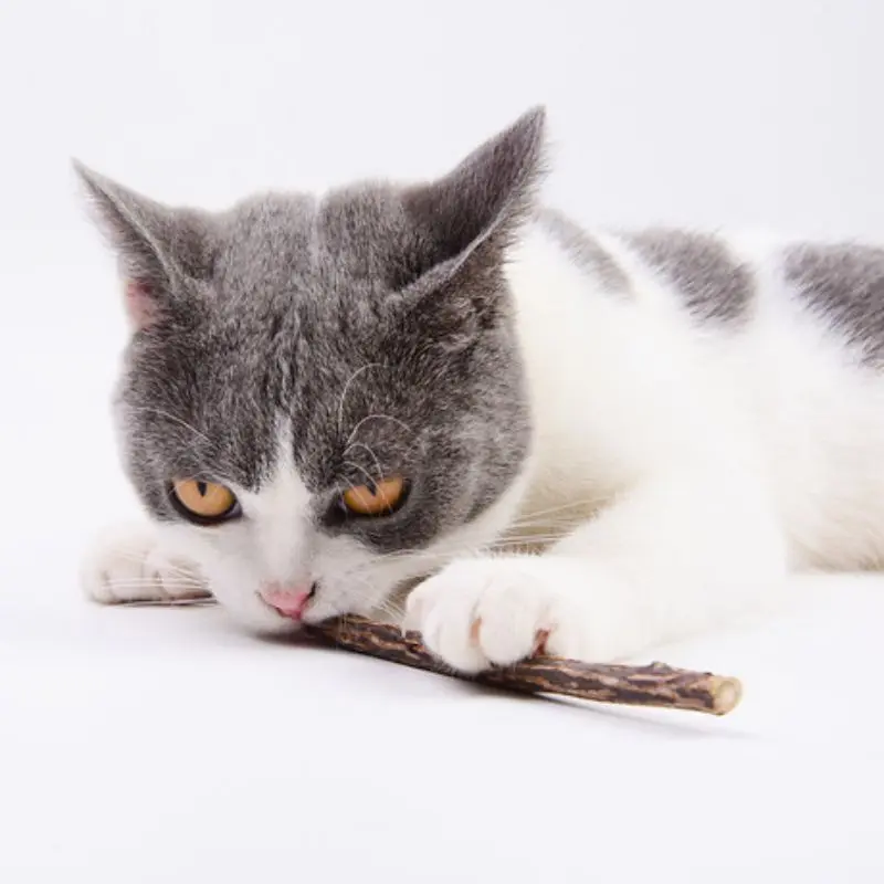 Stick Kucing Catnip Mainan Kucing Naturan - Anti Stress Kucing Catnip Snack Kucing Toys 4