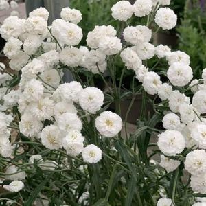 100 granos de milenrama blanca achillea millefolium umbelas blancas como nubes resiliente resistente a la sequía fácil de cultivar ideal para jardín de polinizadores