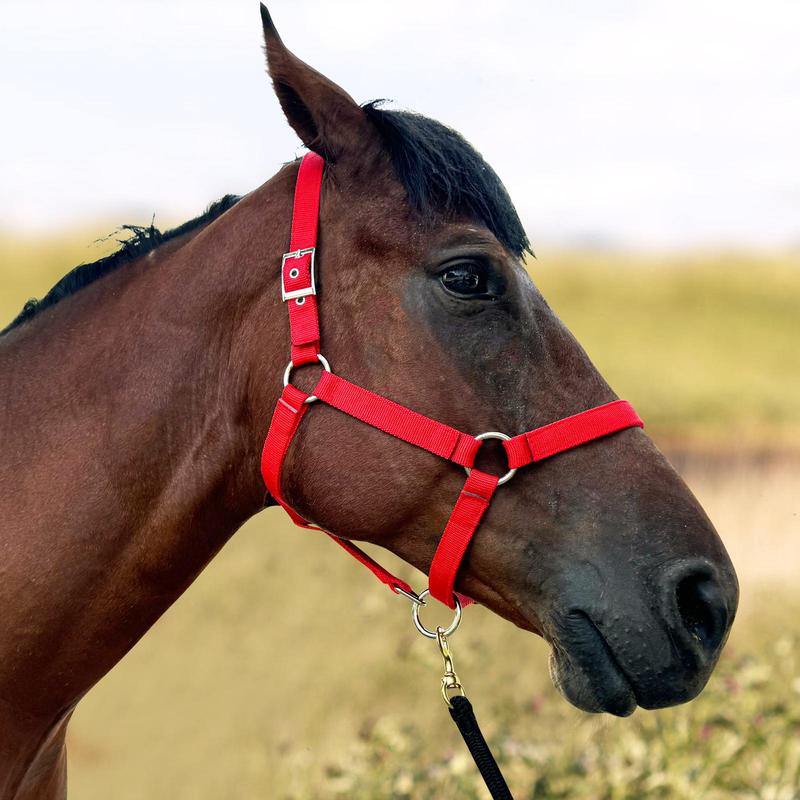 Product Introduction of Adjustable Horse Halter, Soft Comfortable Horse Head Strap, Professional Equestrian Equipment for Horse Riding, Outdoor Riding Accessories 0