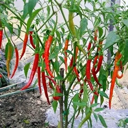 [Các loại] Hạt giống ớt các loại thương hiệu uy tín 3