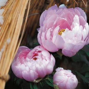 100 piezas Peonía 'Rostro de Belleza' Adorno Floral de Estilo Elegante Pétalos con Tez Rosada Suave Ideal para Patio y Decoración de Hogar
